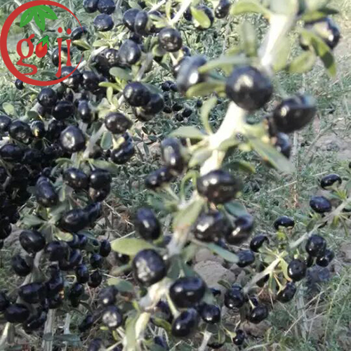 Black Goji berry seeds